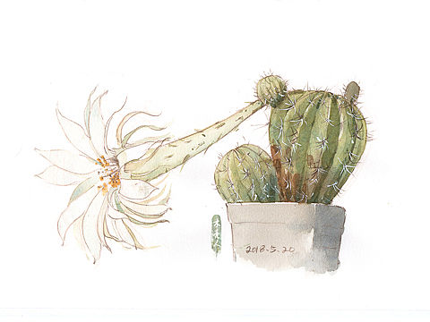 仙人球花开