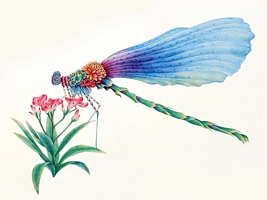 舒展《昆虫记—豆娘》