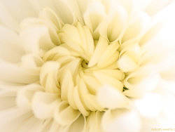 White Chrysanthemum（个人主页-ZMTA4MzA2OA==） - 产品摄影 - 站酷设计师retsam原创素材 - 站酷ZCOOL