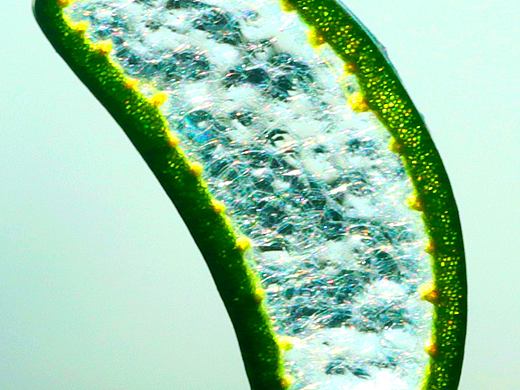 芦荟（个人主页-ZNTg4MTQ1MTI=） - 其他摄影 - 站酷设计师Z130852556原创素材 - 站酷ZCOOL