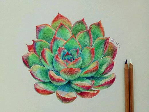 彩铅多肉（个人主页-ZMTk2NjQyNzY=） - 商业插画 - 站酷设计师fiiiz原创素材 - 站酷ZCOOL