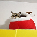 Q小齐的头像