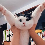猪崽541的头像