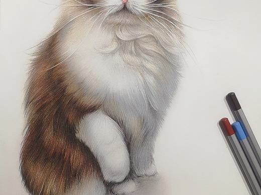 猫的烦恼