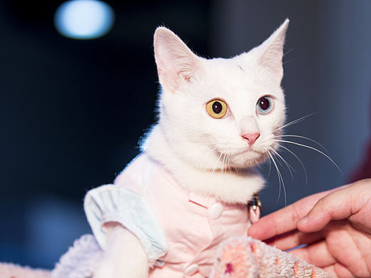 寵物貓（個人主頁-ZMjgzMzQzMDg=） - 寵物攝影 - 站酷設(shè)計師steven690原創(chuàng)素材 - 站酷ZCOOL