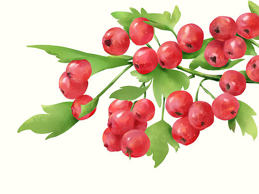 包装插画（个人主页-ZMTg4NTMxOTY=） - 商业插画 - 站酷设计师草木绘原创素材 - 站酷ZCOOL