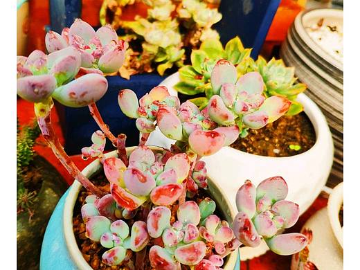 【凡·尚美学】工作室以及肉宝们（个人主页-ZMzEwOTQyMDQ=） - 产品摄影 - 站酷设计师爱画画的宋先生原创素材 - 站酷ZCOOL