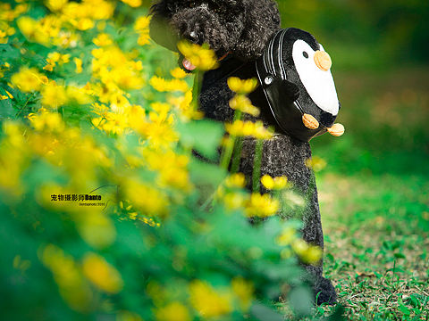 充当司机好和摄影师的一天