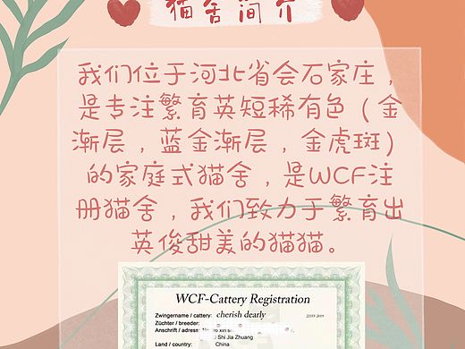 猫舍简介设计