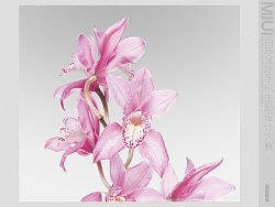 粉色的誘惑(壁紙)