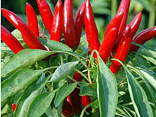 农家红辣椒朝天椒