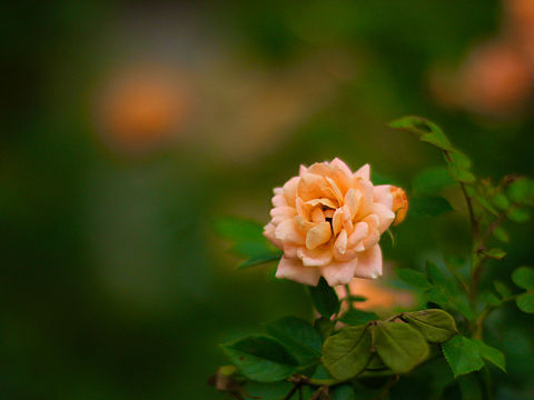 街道旁盛开的玫瑰