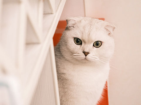 躲猫猫