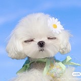 板栗的栗的头像