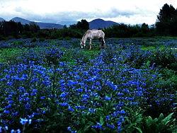 彩雲(yún)之南《叁》——束河古鎮(zhèn)（個人主頁-ZMTUwMzU5Ng==） - 風(fēng)光攝影 - 站酷設(shè)計師魚羊走召原創(chuàng)素材 - 站酷ZCOOL