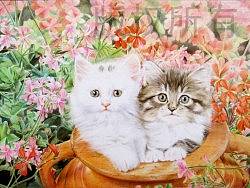 李小葱纸上彩铅--《罐子里的猫》