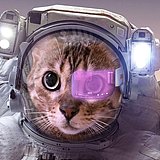 想养猫的猪的头像