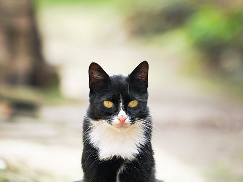 戴白围脖的奶牛猫