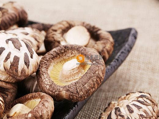 蘑菇拍摄 食品摄影 本来摄影公司
