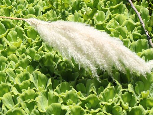 初秋的昆明湿地公园