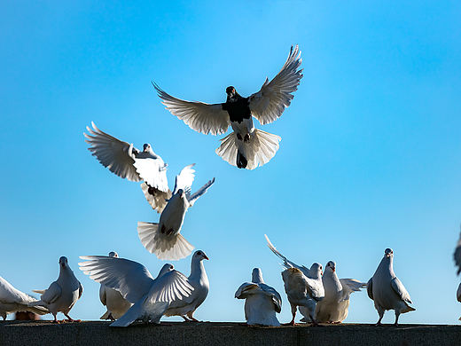 鸽子，翩翩起舞