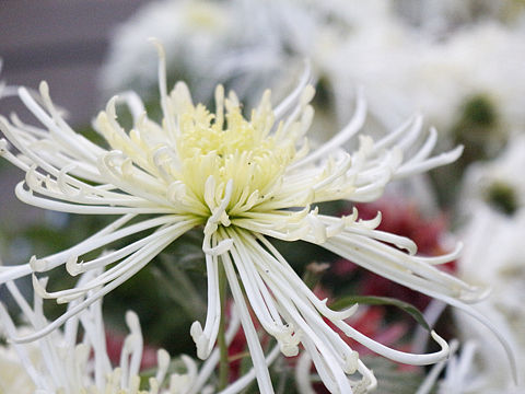 菊（个人主页-ZMjUwNDE1NTI=） - 产品摄影 - 站酷设计师journey19940原创素材 - 站酷ZCOOL