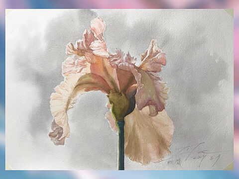 唯美写实鸢尾花 