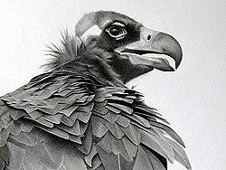 动物素描-秃鹫