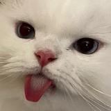 一块趣多多的头像