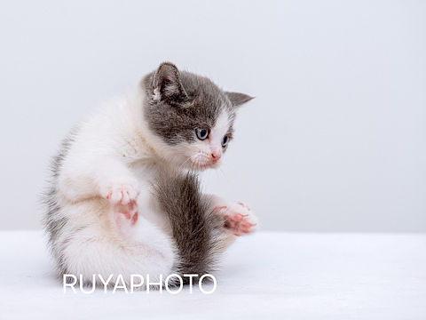 小奶猫练瑜伽
