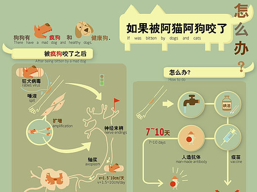 信息图——“如果被阿猫阿狗咬了怎么办”
