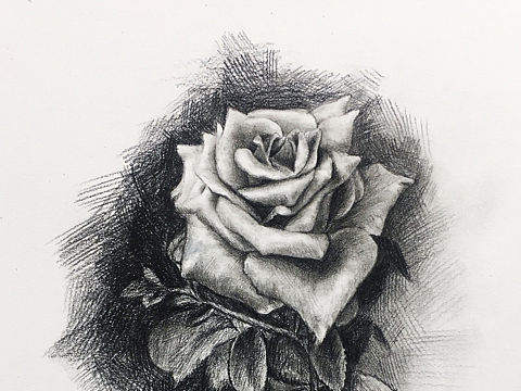 素描《玫瑰花》（個(gè)人主頁-ZMzY2OTA5NDA=） - 繪畫 - 站酷設(shè)計(jì)師Art安德原創(chuàng)素材 - 站酷ZCOOL