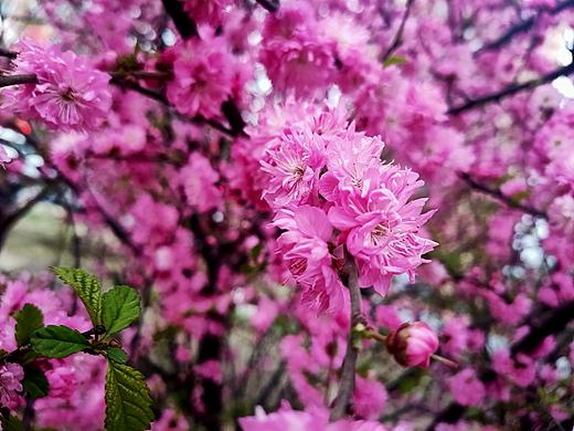 拍摄（个人主页-ZNTE5ODA4NDg=） - 风光摄影 - 站酷设计师射手殿下原创素材 - 站酷ZCOOL