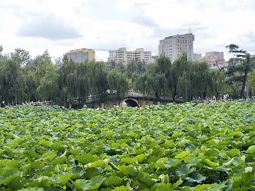 与友人赏荷记