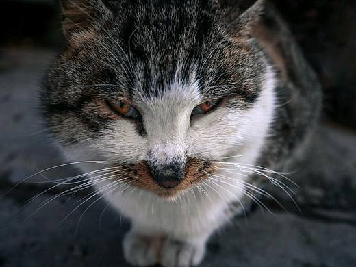 姥姥家的胖猫咪