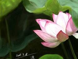 荷花（個(gè)人主頁-ZMTA5NzA4） - 商業(yè)插畫 - 站酷設(shè)計(jì)師東邦之迪原創(chuàng)素材 - 站酷ZCOOL