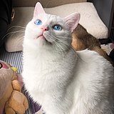 黑着脸的猫的头像