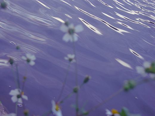 春 天 記 事 簿（個(gè)人主頁(yè)-ZNDMxNTg2MzI=） - 其他攝影 - 站酷設(shè)計(jì)師鳶尾蚊原創(chuàng)素材 - 站酷ZCOOL