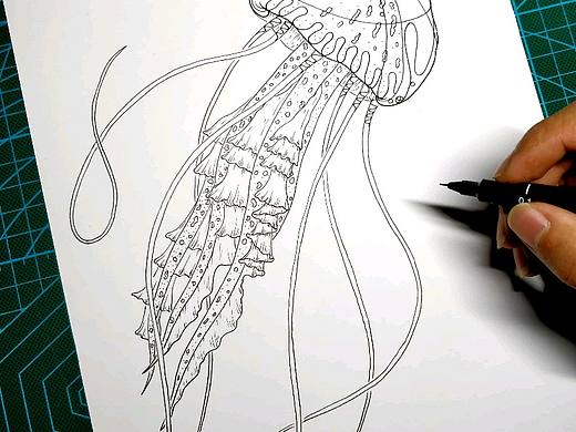 一组黑白水母插画