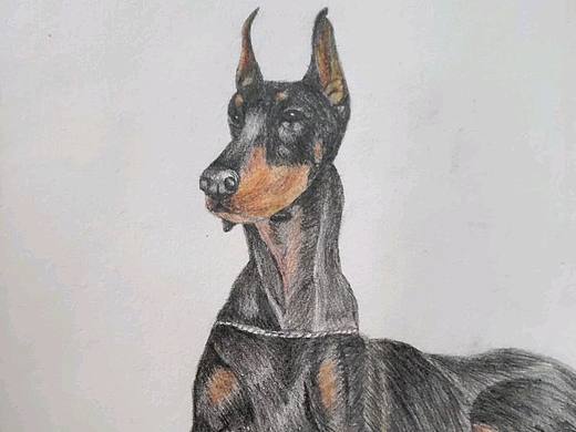 彩铅画杜宾犬