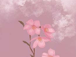 樱花