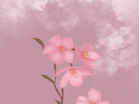 樱花