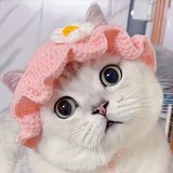 频绿的头像