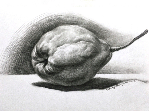 素描静物——梨