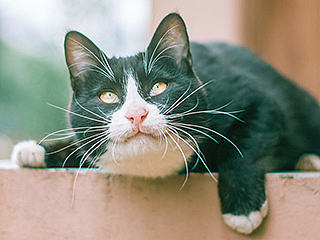 【喵呜画报】第二期