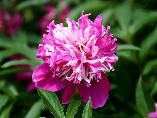 有谁知道这是牡丹还是芍药的吗？（个人主页-ZNTMwNjA4OTY=） - 其他摄影 - 站酷设计师隔壁强子原创素材 - 站酷ZCOOL