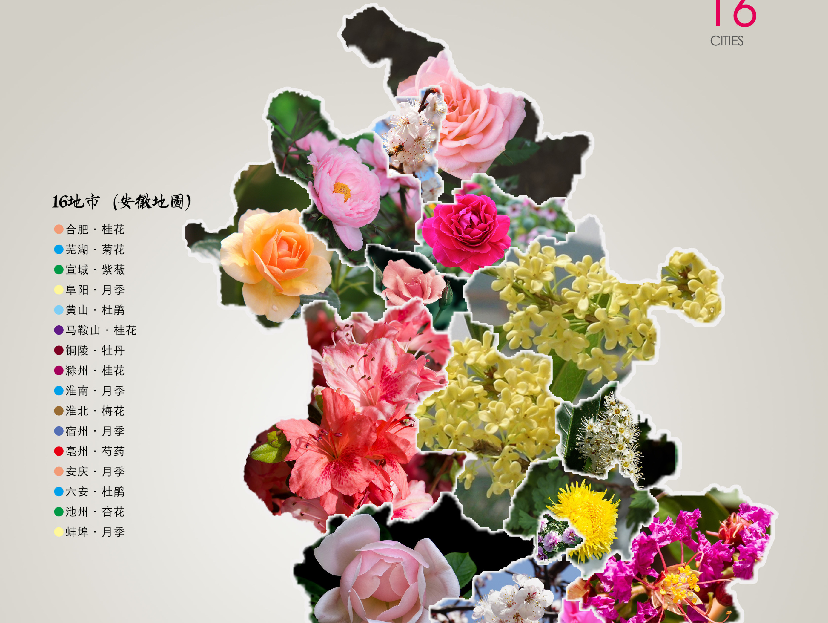 “国花”评选引关注，江苏各市的市花你知道吗？来看看你家乡的花_新华报业网