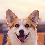 司徒杰的头像