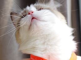 人氣難道要讓她倆來攢？？？？