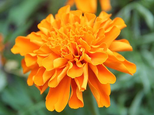 实物花卉拍摄（个人主页-ZMTc2MTU5ODQ=） - 产品摄影 - 站酷设计师mengzaijiaxiang原创素材 - 站酷ZCOOL